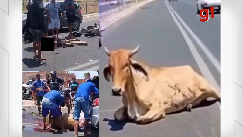 Vaca é esquartejada VIVA no Piauí: Polícia investiga caso de extrema crueldade animal