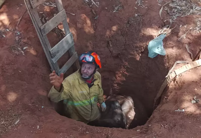 Vaca Tem Dia de Sorte em Castilho: Resgatada com Ajuda de Máquina Após Cair em Buraco Profundo