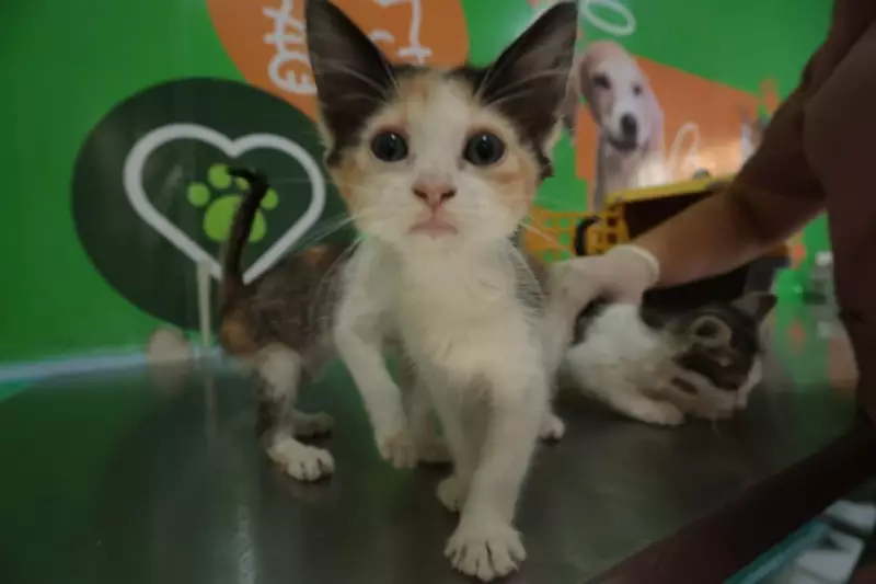 Vacinação Antirrábica Gratuita em Caruaru: Confira os 28 Postos e Proteja Seu Pet