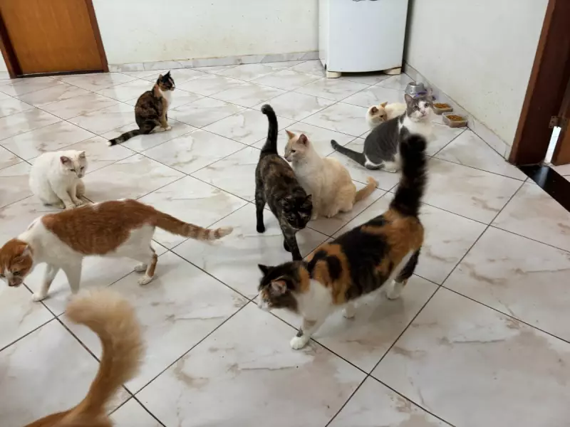 Vaquinha Salva Lar de Casal com 104 Gatos de Despejo em Valinhos - Uma História de Superação