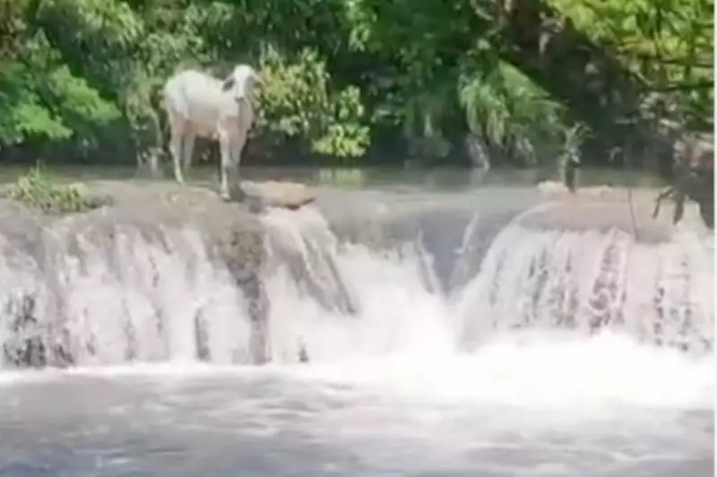 Vídeo Surpreendente: Nelore Toma Banho de Cachoeira em Rio Cristalino de MS e Encanta Nas Redes