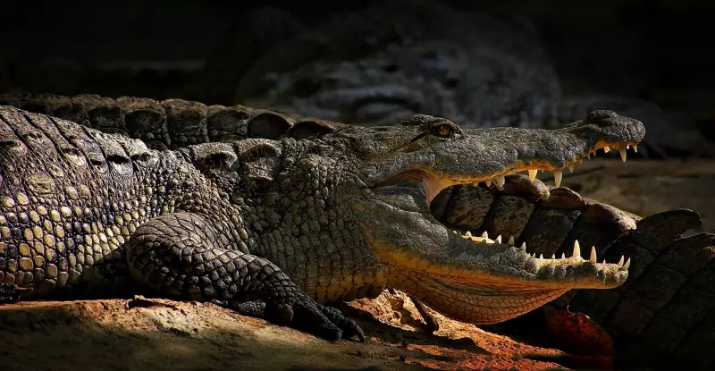 VÍDEO VIRAL É FAKE: Cena dramática de mãe salvando filho de crocodilo foi criada por inteligência artificial