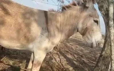 Crueldade Animal: Homem é condenado por mutilar jumentos em Poço Redondo, SE