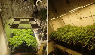 Cultivo Ilegal de Maconha Descoberto em Hortolândia: Polícia Encontra Estufa Profissional com Sistema de Iluminação e Climatização