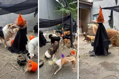 Halloween Pet: Pets celebram Dia das Bruxas com festa temática em Presidente Prudente