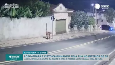Lobo-guará é flagrado caminhando tranquilamente por ruas de cidade do interior de SP
