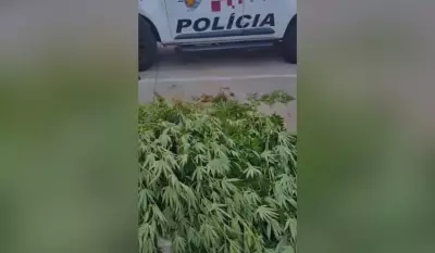 Mãe entrega próprio filho à PM e revela plantação de maconha com 11 pés no quintal de casa em Dracena