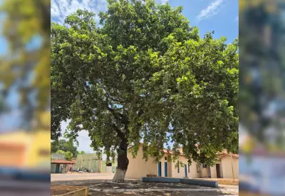 Moradores impedem derrubada de pé de pequi centenário em Tocantins: 'É nossa história'