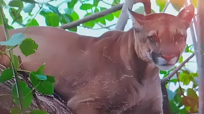 Onça-parda causa pânico em MG: família fica presa em casa e quarteirão é isolado