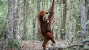 40 Fotos Hilárias da Vida Selvagem que Vão Fazer Seu Dia Melhor