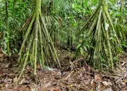 A Palmeira Que Anda: Desvendando o Mistério da Planta Que Parece Caminhar pela Floresta