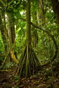 A Palmeira Que Anda: Mito ou Realidade? Desvendamos o Mistério da Amazônia