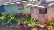 Abandono Cruel no PR: Dois Cães Resgatados à Beira da Morte, Um Encontrado Sem Vida