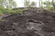 Amazônia Revela Segredos Pré-Históricos: Pegadas de Dinossauros de 100 Milhões de Anos Descobertas em Roraima