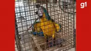 Arara-canindé é resgatada de cativeiro ilegal pelos Bombeiros em MT | Operação de salvamento