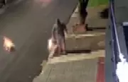 Ataque Brutal no Paraná: Homem Perde Visão e Orelha em Investida de Pitbulls que Fugiram de Casa