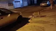 Ataque de Pitbulls em Bauru: Cadela Morre em Cena Chocante de Violência Animal