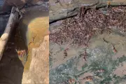 Bagres Escalam Cachoeiras de 4 Metros: O Incrível Poder de Superação da Natureza em MS