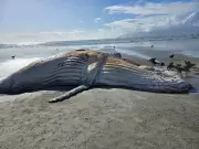 Baleia Jubarte de 10 Metros Morre e Aparece em Praia de Caraguatatuba: Entenda o Caso