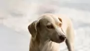 Brasil no Topo: Saiba Por Que Somos Um dos Países Com Mais Cães do Mundo