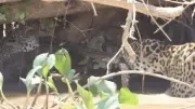 Cabo de guerra selvagem: Onças-pintadas disputam sucuri em cena rara no Pantanal de MT
