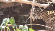 Cabo de Guerra Selvagem: Onças Pintadas Enfrentam Sucuri Gigante no Pantanal em Cena Rara