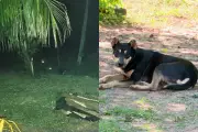 Cachorro destemido protege família ao espantar onças que invadiram propriedade no Paraná