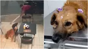 Cadela é brutalmente agredida a pauladas no Ceará e luta pela sobrevivência