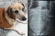 Cadela sobrevive após comer salsicha recheada com AGULHAS em calçada de SP; polícia investiga vizinho como suspeito