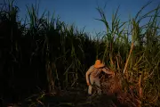 Calor Extremo na Califórnia: Cientistas Mapeiam Zonas de Perigo para Salvar Vidas de Trabalhadores Rurais
