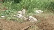 Caminhão com carga viva tomba na BR-317 no Acre e deixa rastro de tragédia animal