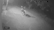 Caminhoneiro é assassinado a tiros em Seropédica, RJ: polícia identifica suspeitos