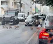 Capivaras param o trânsito em Tubarão, SC, e cena inusitada viraliza nas redes