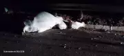 Carro colide com boi em rodovia de SP e deixa duas pessoas feridas | Acidente na SP-310