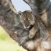 Cena Rara no Pantanal: Onças Pintadas em Acasalamento São Interrompidas por Sucuri Gigante