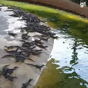 Ciência Confirma: Óleo de Jacaré do Pantanal Pode Ser a Nova Fonte de Cura para Feridas e Depressão