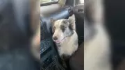 Câmera de segurança flagra motorista atropelando cachorra intencionalmente em São José do Rio Preto