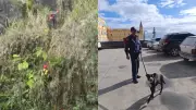 Cão salvo de penhasco de 30 metros em Florianópolis: emocionante resgate com final feliz