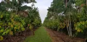 Cooperativas do Pará brilham na COP-30: modelos sustentáveis que representam o Brasil no mundo
