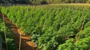 Cultivo Ilegal de Maconha: Dupla é Presa em Fazenda com 6 Mil Pés em Coromandel