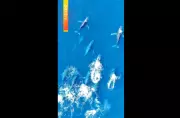 Espetáculo no mar: marinheiro flagra maior grupo de baleias jubarte em 4 anos em Arraial do Cabo