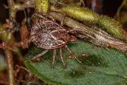 Febre Maculosa em Salto: Parque de Lavras é interditado após mortes confirmadas