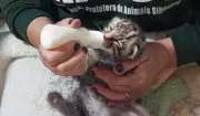 Filhote de Gato-do-Mato Resgatado com Vida em Fazenda de SP Após Temporal - Saiba Detalhes!