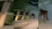 Filhote de Onça-Parda Surge em Rua de Cidade Paulista e Encanta Moradores