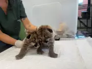 Filhotes de Onça-Parda Órfãos: O Desafio de Alimentá-los a Cada 2 Horas e a Incerta Volta à Natureza