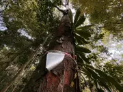 Florestas do Amapá em Foco: Pesquisa Revela Quanta Água as Árvores Liberam na Atmosfera