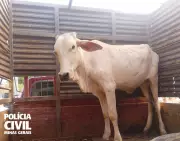 Furto de Gado no Norte de Minas: Dois Homens São Indicados pela Polícia | Investigação Revela Detalhes do Crime