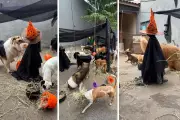 Halloween Pet: Pets celebram Dia das Bruxas com festa temática em Presidente Prudente