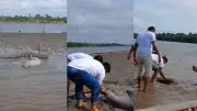 Heróis Ribeirinhos Salvam Boto Preso em Corda no Rio Tocantins: Cenas Emocionantes