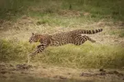 Hibridação Selvagem: O Perigo Invisível que Ronda os Gatos-do-Pampa no RS